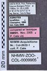 Etiketten zu Calais bubonius (NHMW-ZOO-COL-0009905)